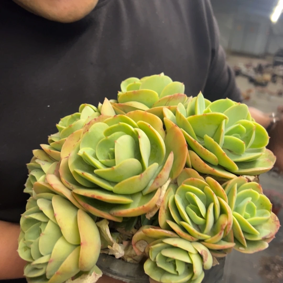 鸡蛋碧桃五头起发