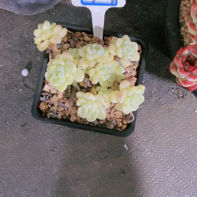 【闪购商品】完****乎2709