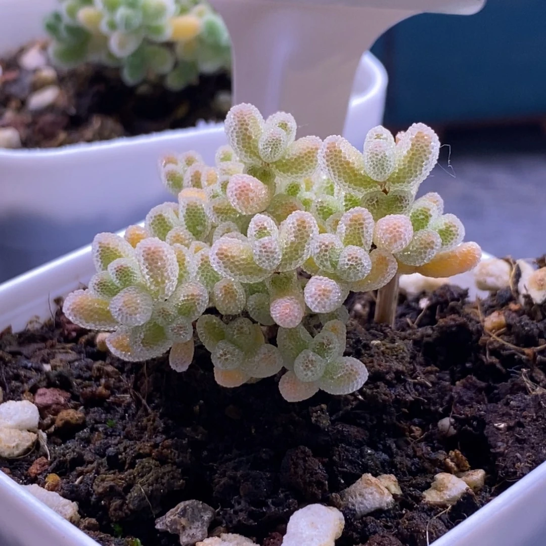 無***悍386实生冰晶。