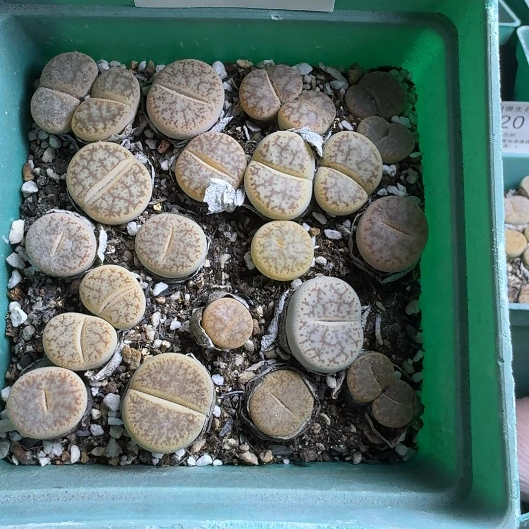 1427开播福利哈哈哈哈哈哈哈哈