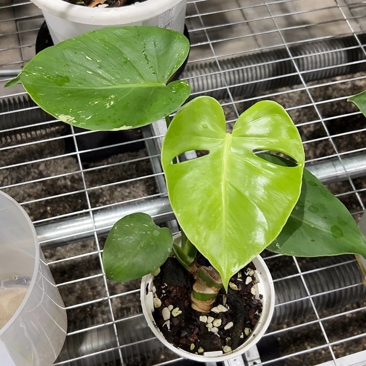 完全开放特价薄荷