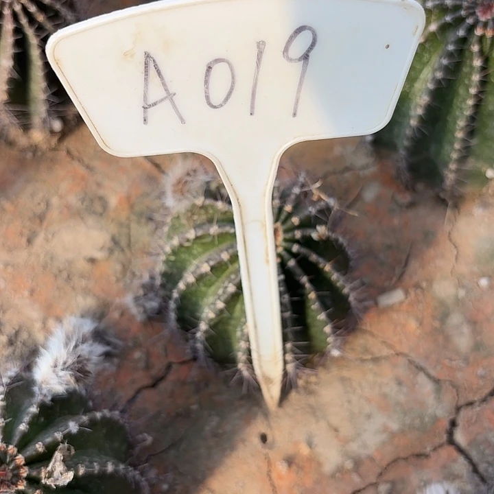 A019,桃花眼歪头