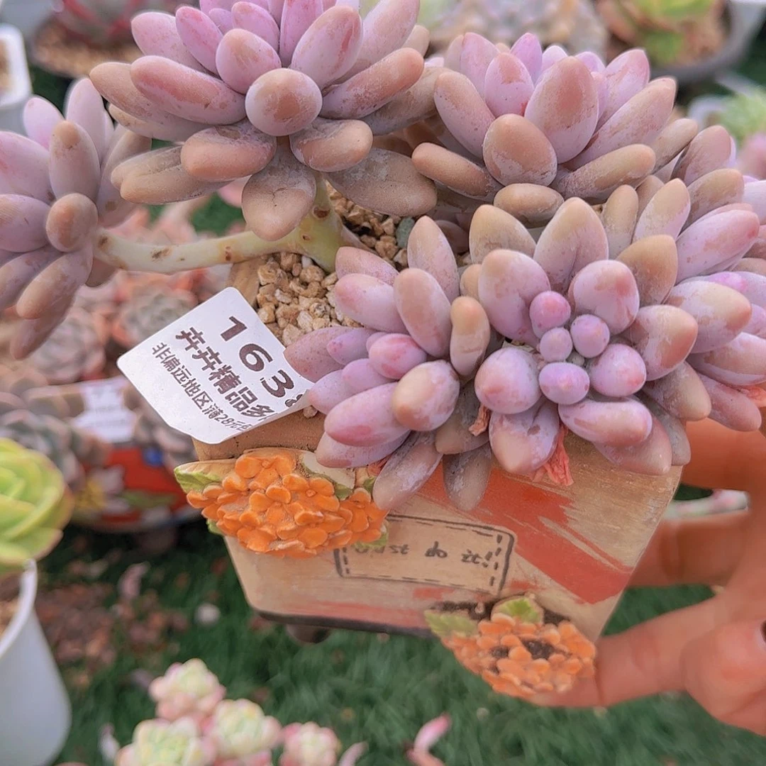 1638一物一拍（满28包邮）