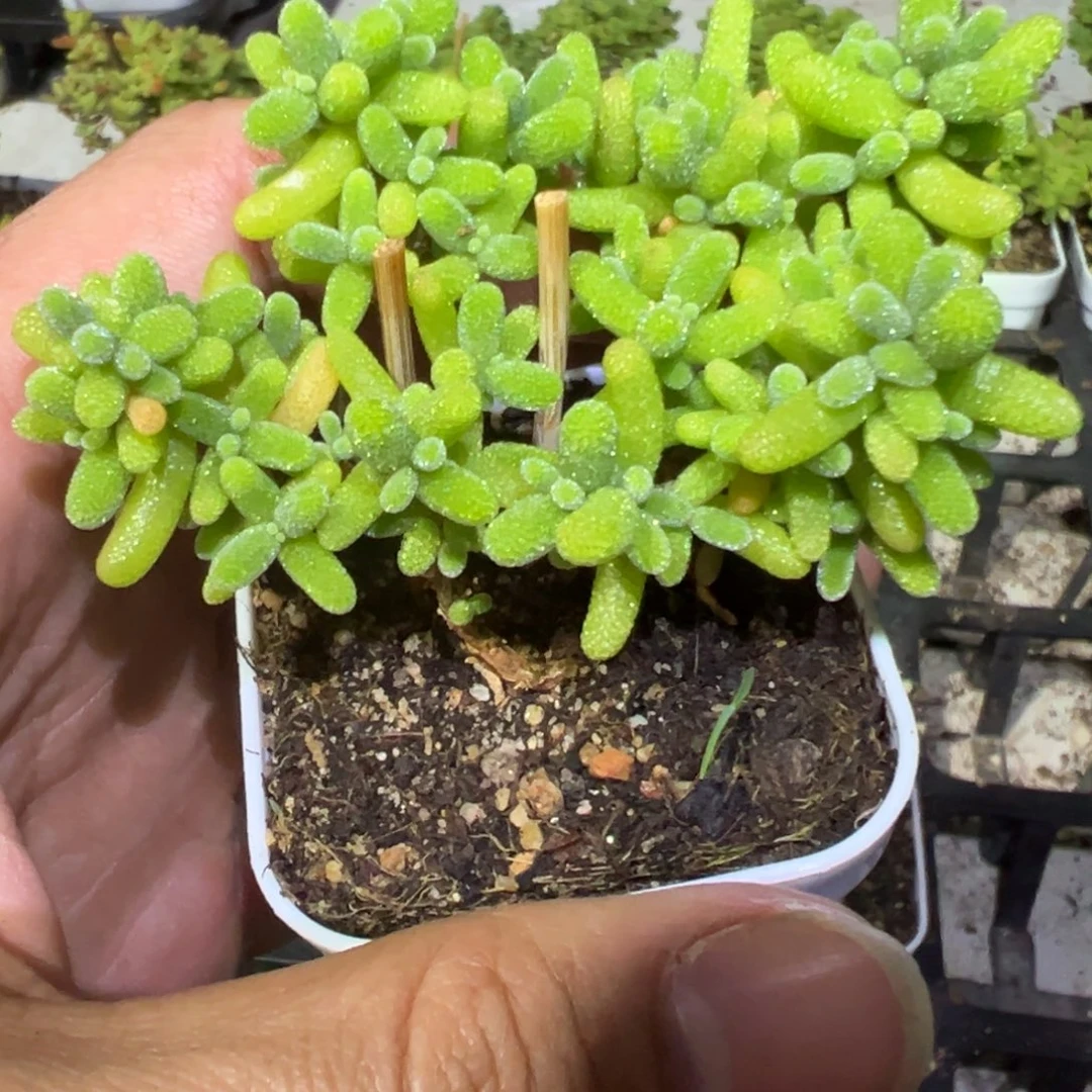 金桔55杯精品小老桩