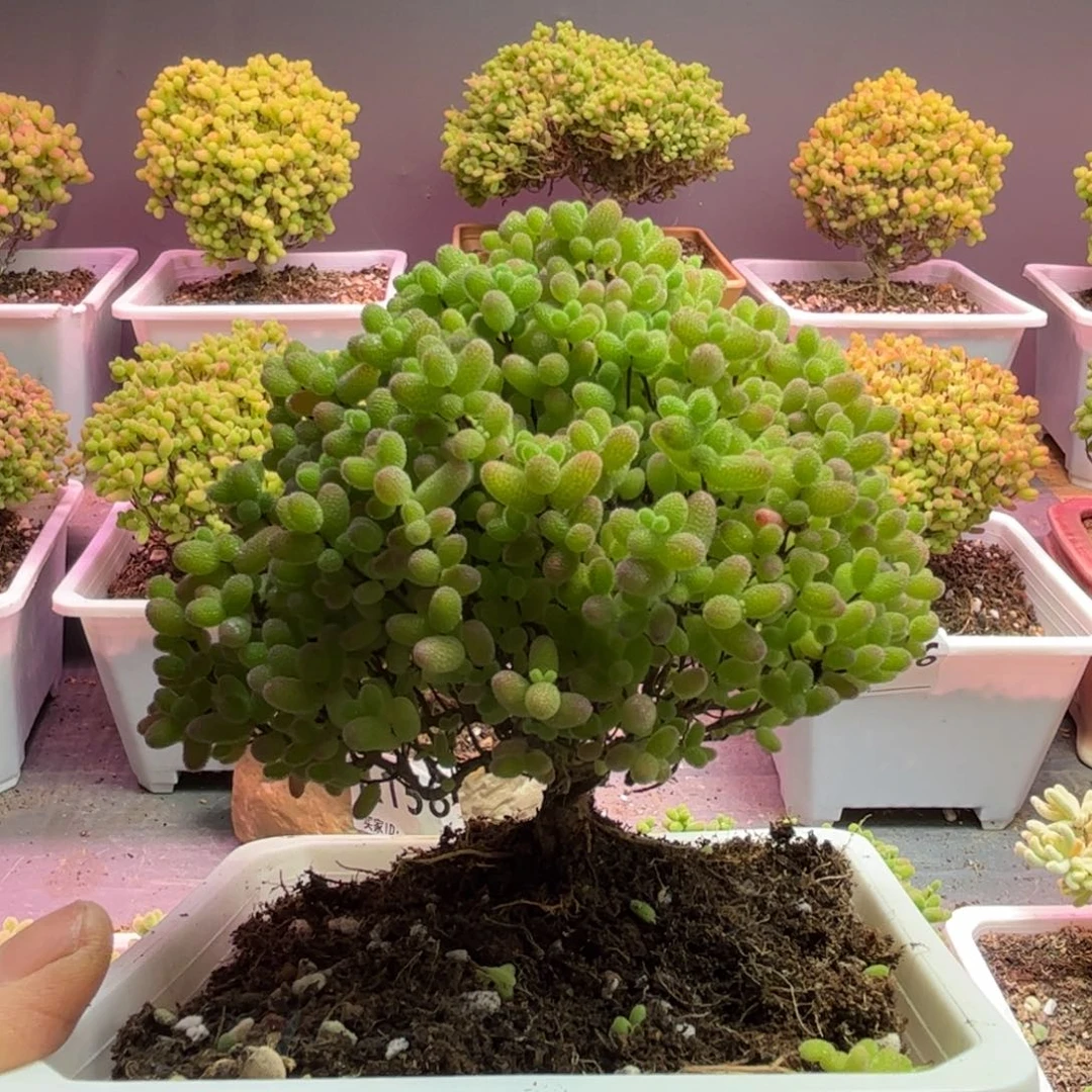 *****蜜桔糖球优选枝干番杏