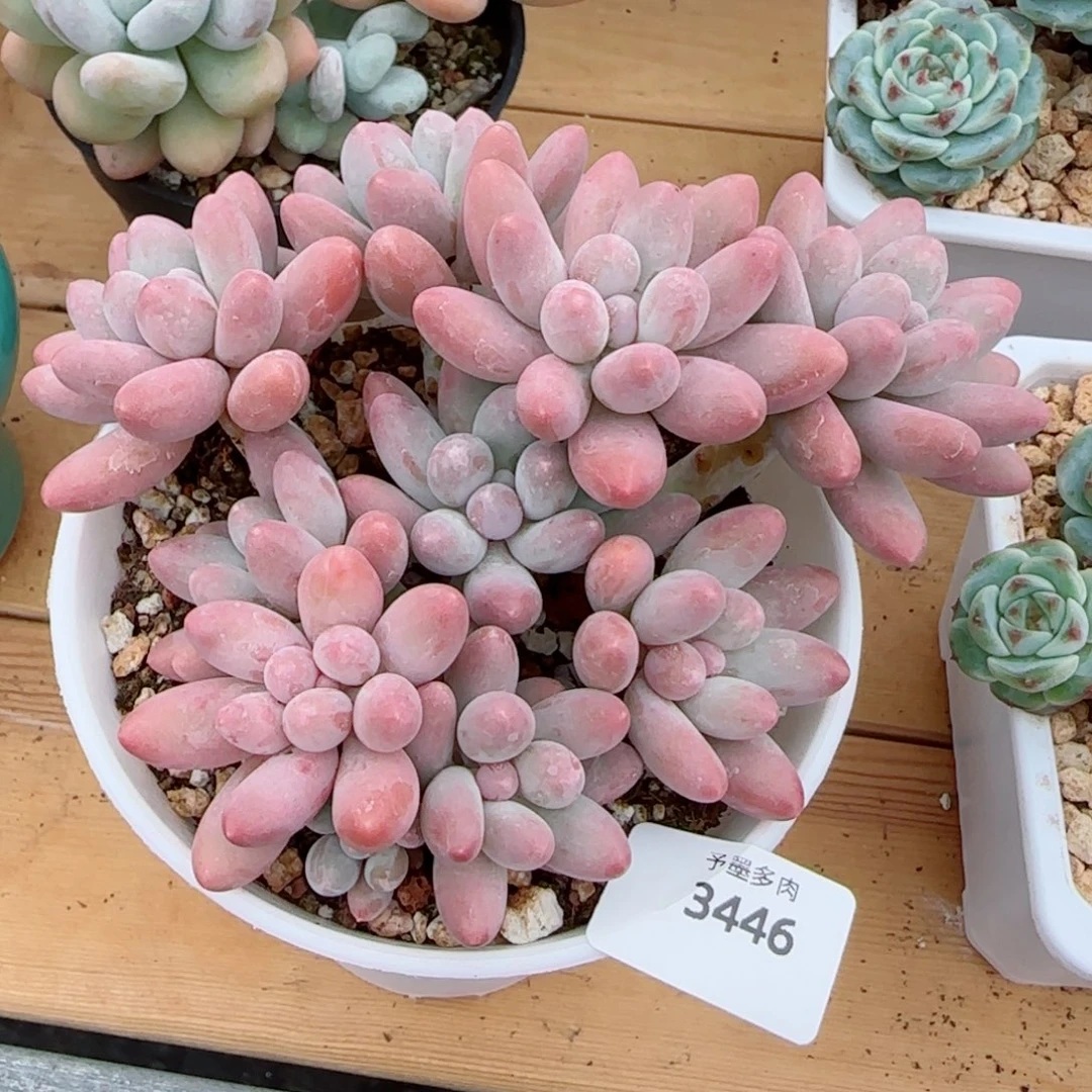 汤圆无砍，3446多肉植物