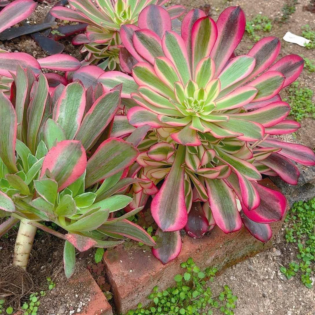 女妖美杜莎手捧多肉植物