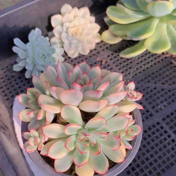 阿***乐荷花锦群生脱土发