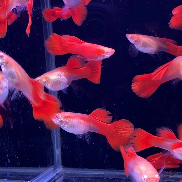 孔雀鱼小血红20条母多