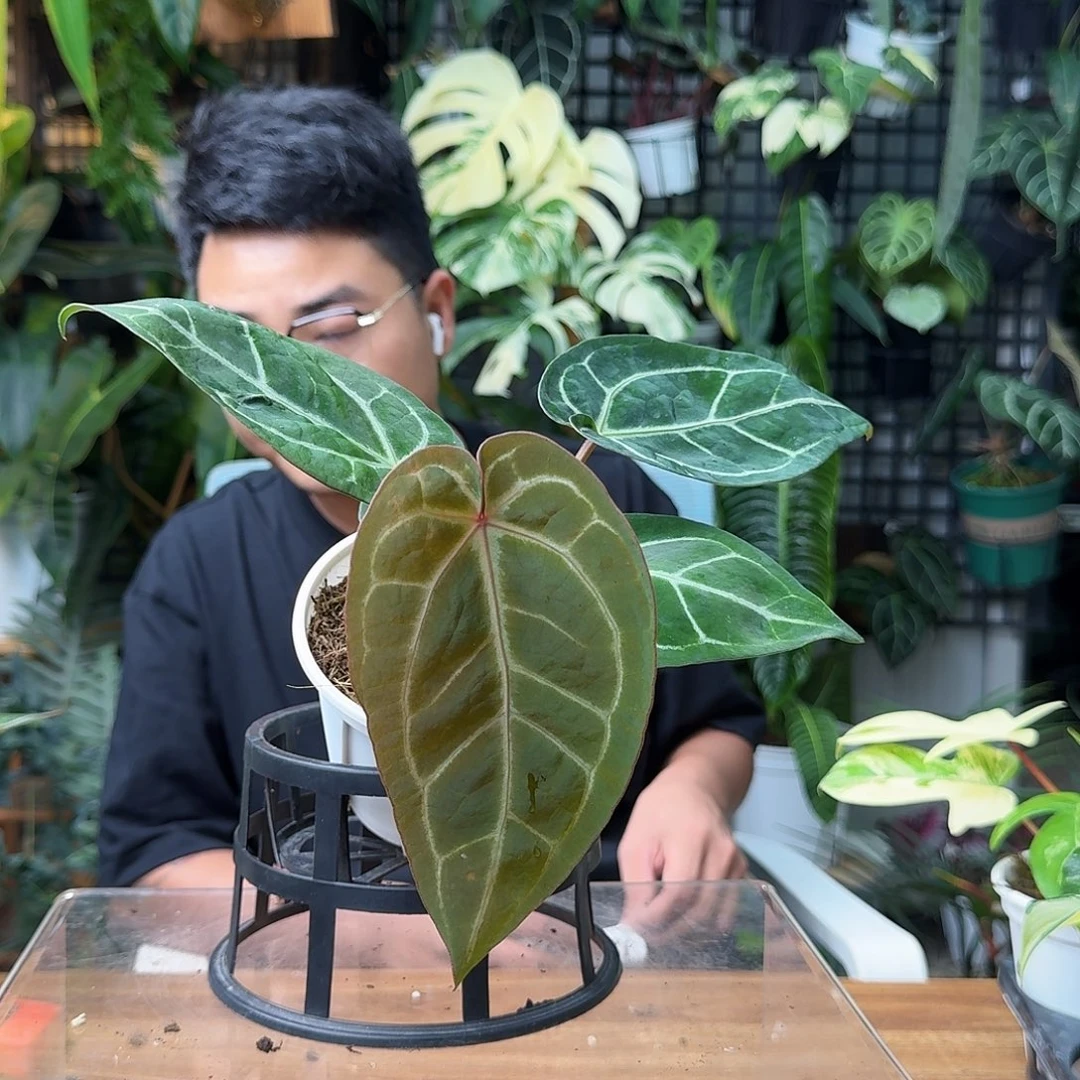 今****无花朵一物一拍J19