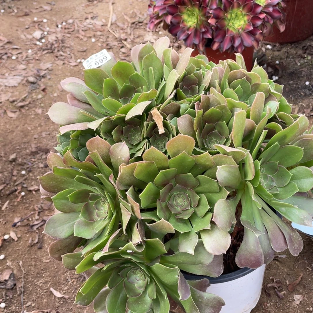 699柠檬多肉法师断枝不包