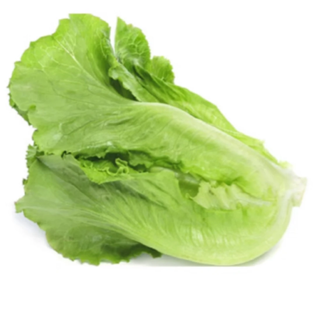 奶油生菜两斤 0农残 有机肥种植绿色蔬菜生菜