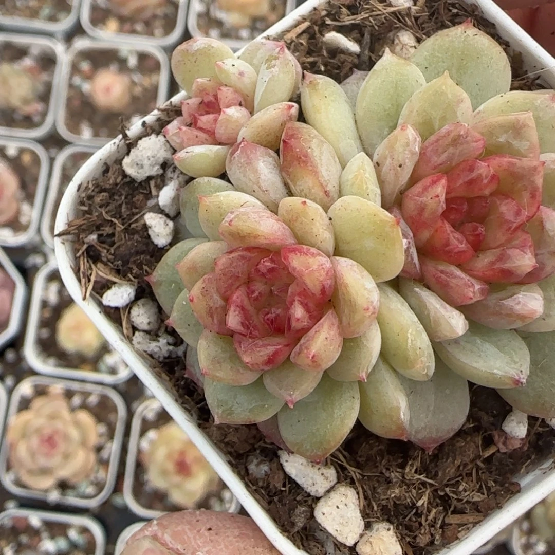 多肉小卡拉米糖心一物一拍