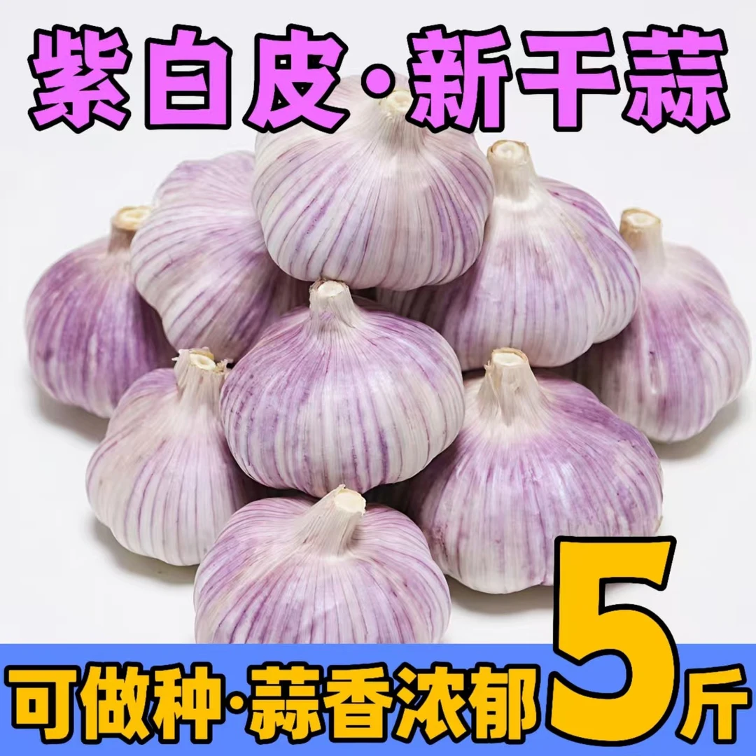 【粉丝专属】5斤杞县大蒜农家自种紫白皮大蒜可吃可种产地直发