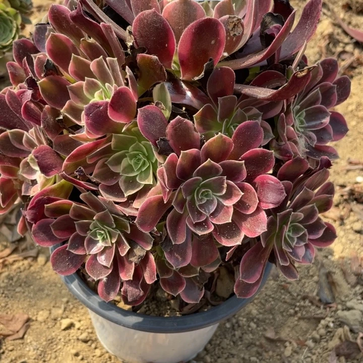 无花朵890多肉植物金丝雀