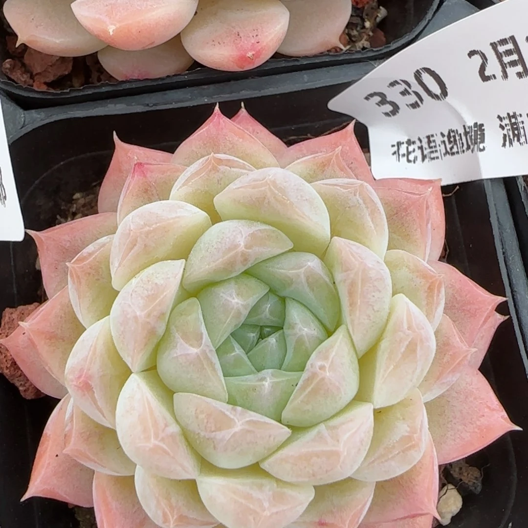 花语逸镜0214-330