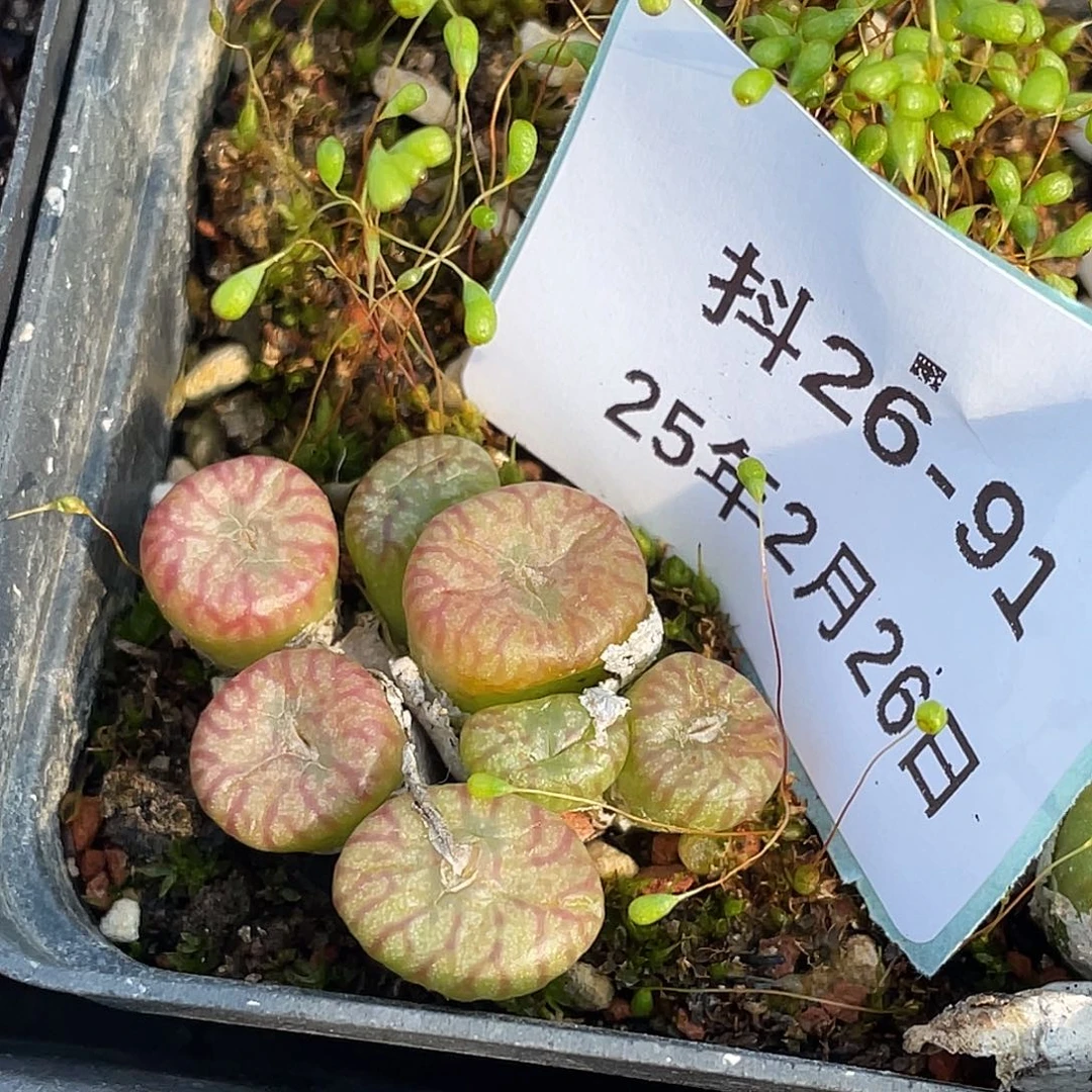 26-91送奶杂多肉植物