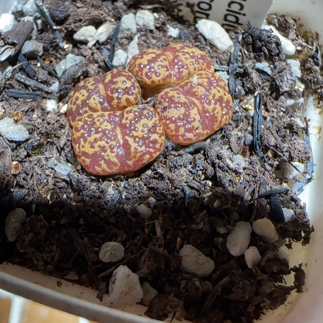肉锥多肉植物组合-泡泡勋715
