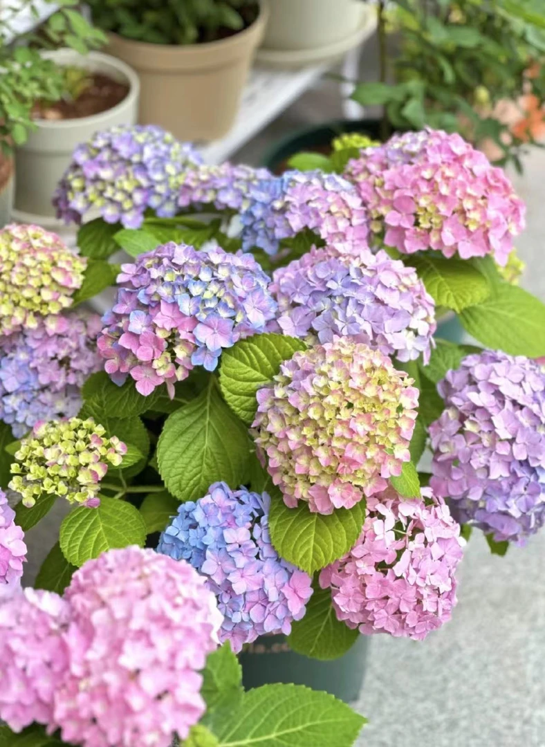 【易多梦幻老桩】不带花发货 云南绣球花苗老桩地栽盆栽阳台庭院