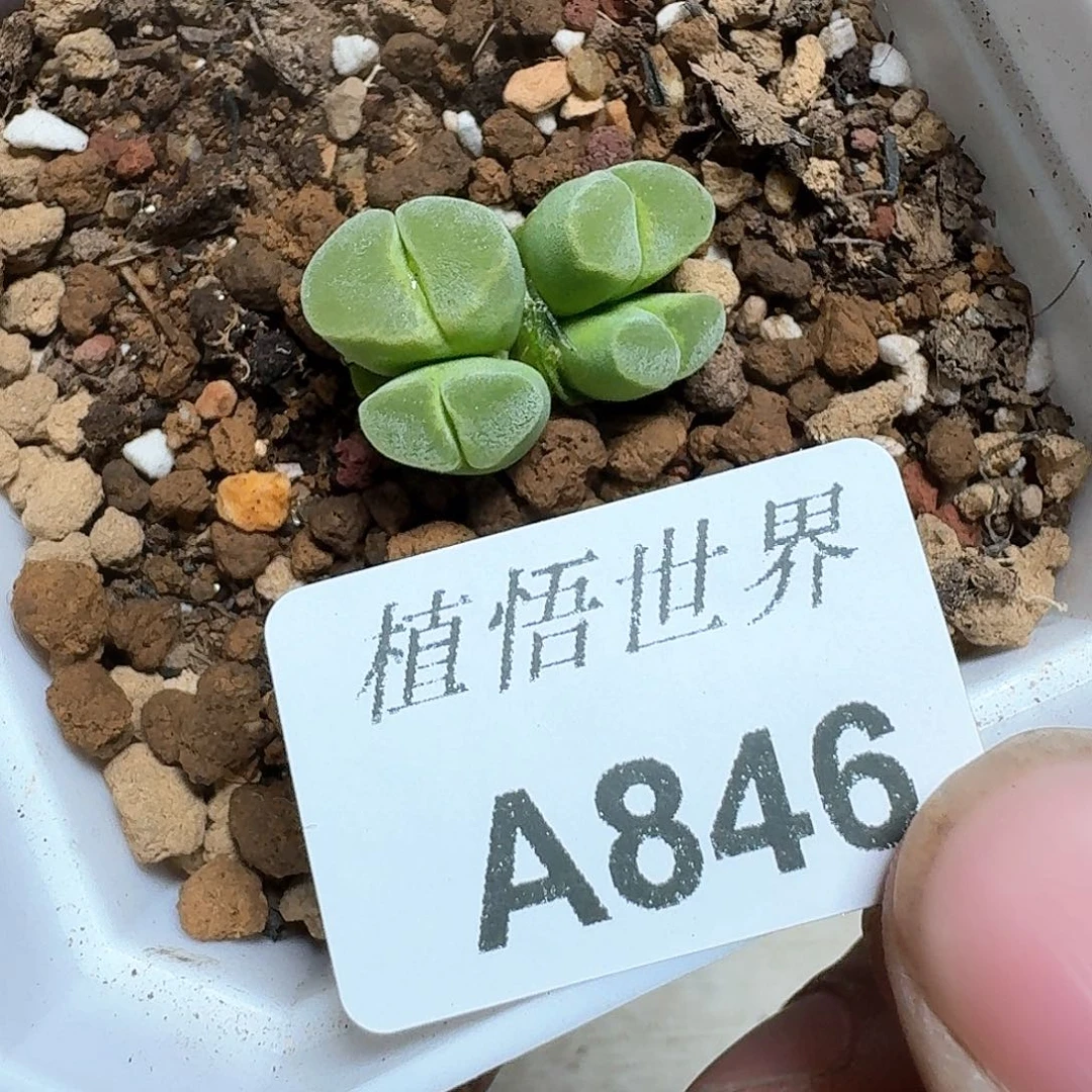 846？号多肉植物哇f f g