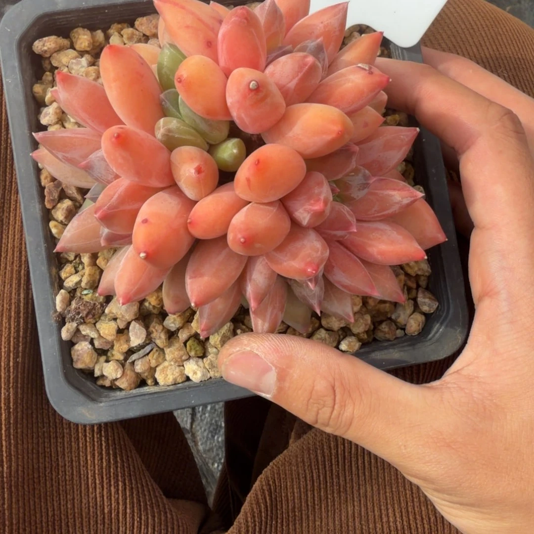 一物一拍天花板彩体重楼75