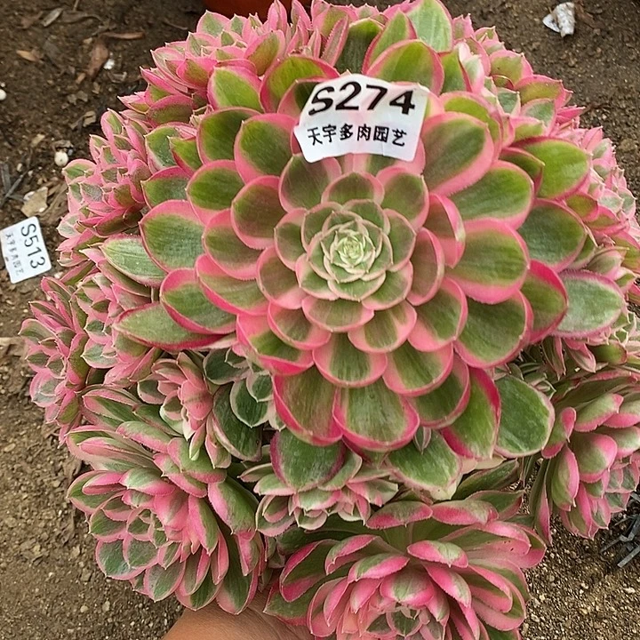 多肉植物孔雀玲274多肉