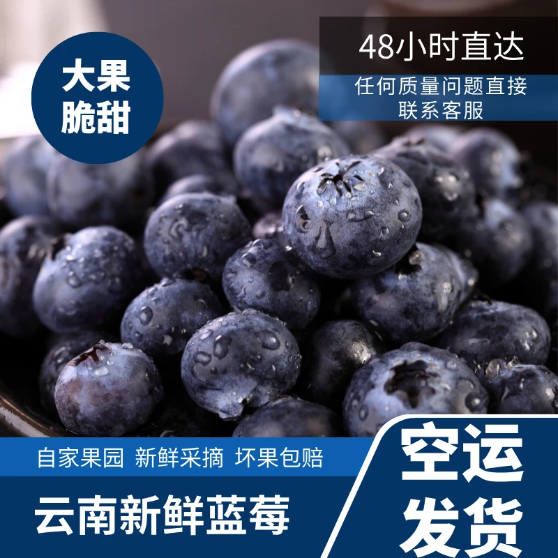 B【顺丰包邮】云南花香L11蓝莓产地直销坏果包赔