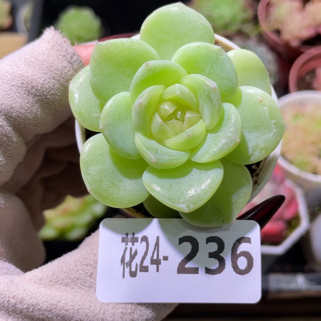 花利美24-236新品