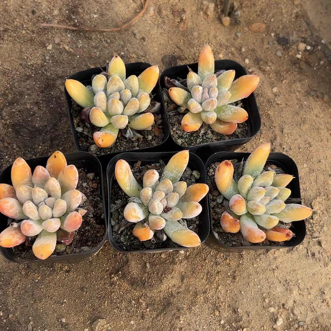 多肉植物五颗杜里万