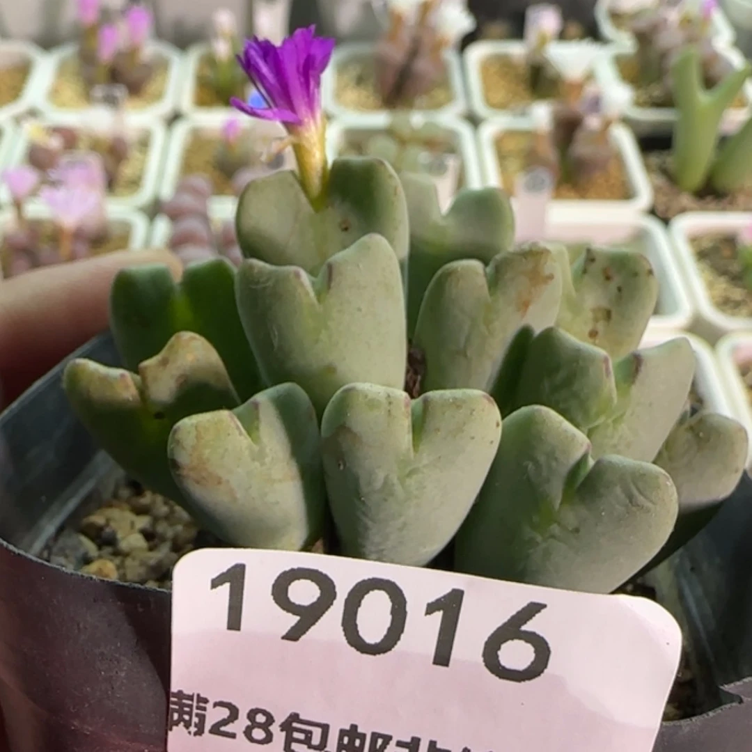 【闪购商品】麦***货19016