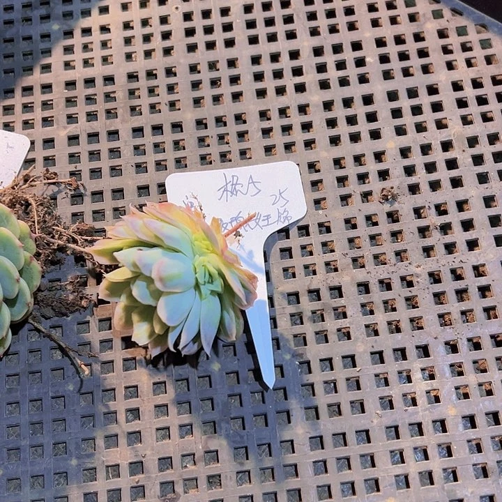 格*玫瑰女王冰片锦，多肉植物