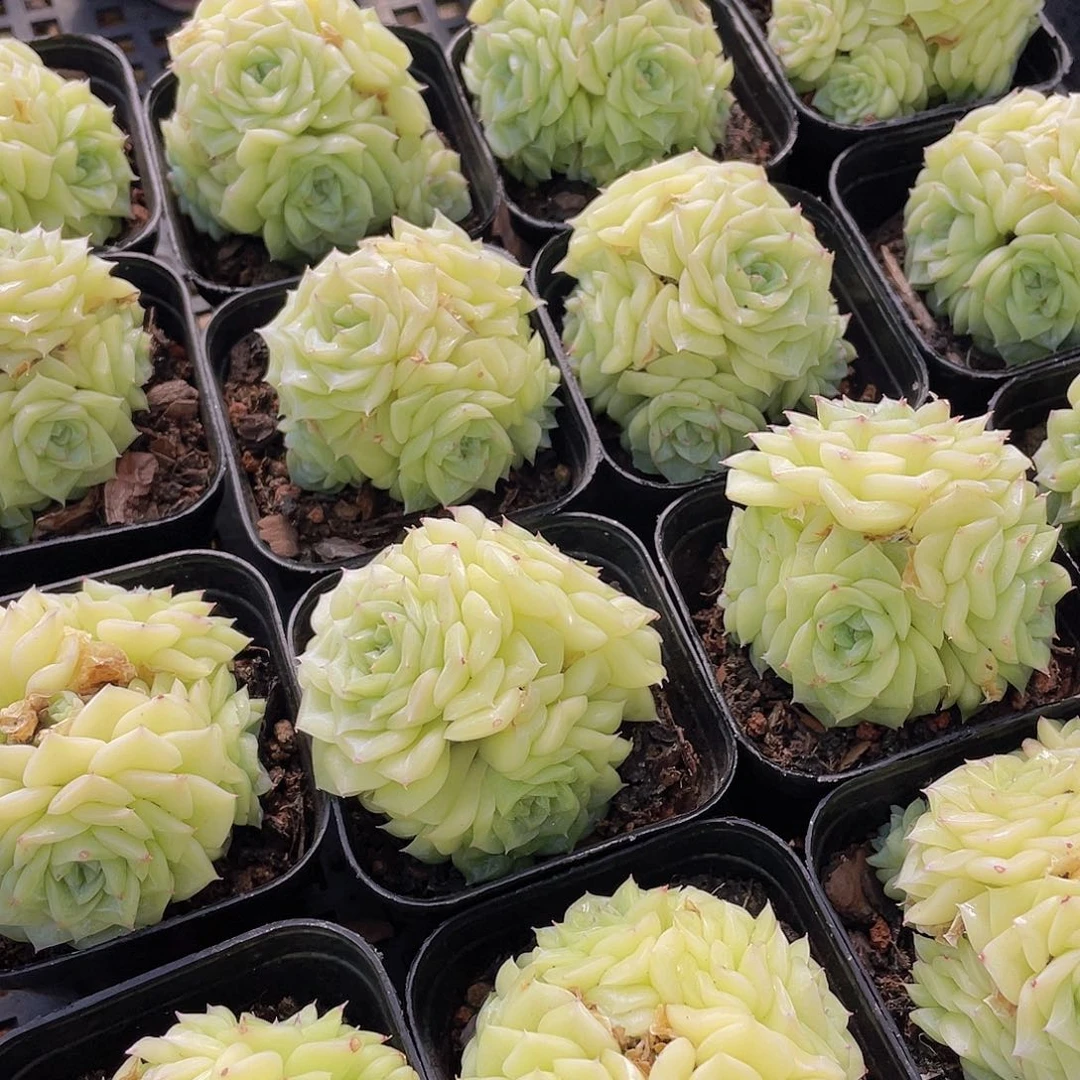 量拍142号 白天鹅麦秆群生一个