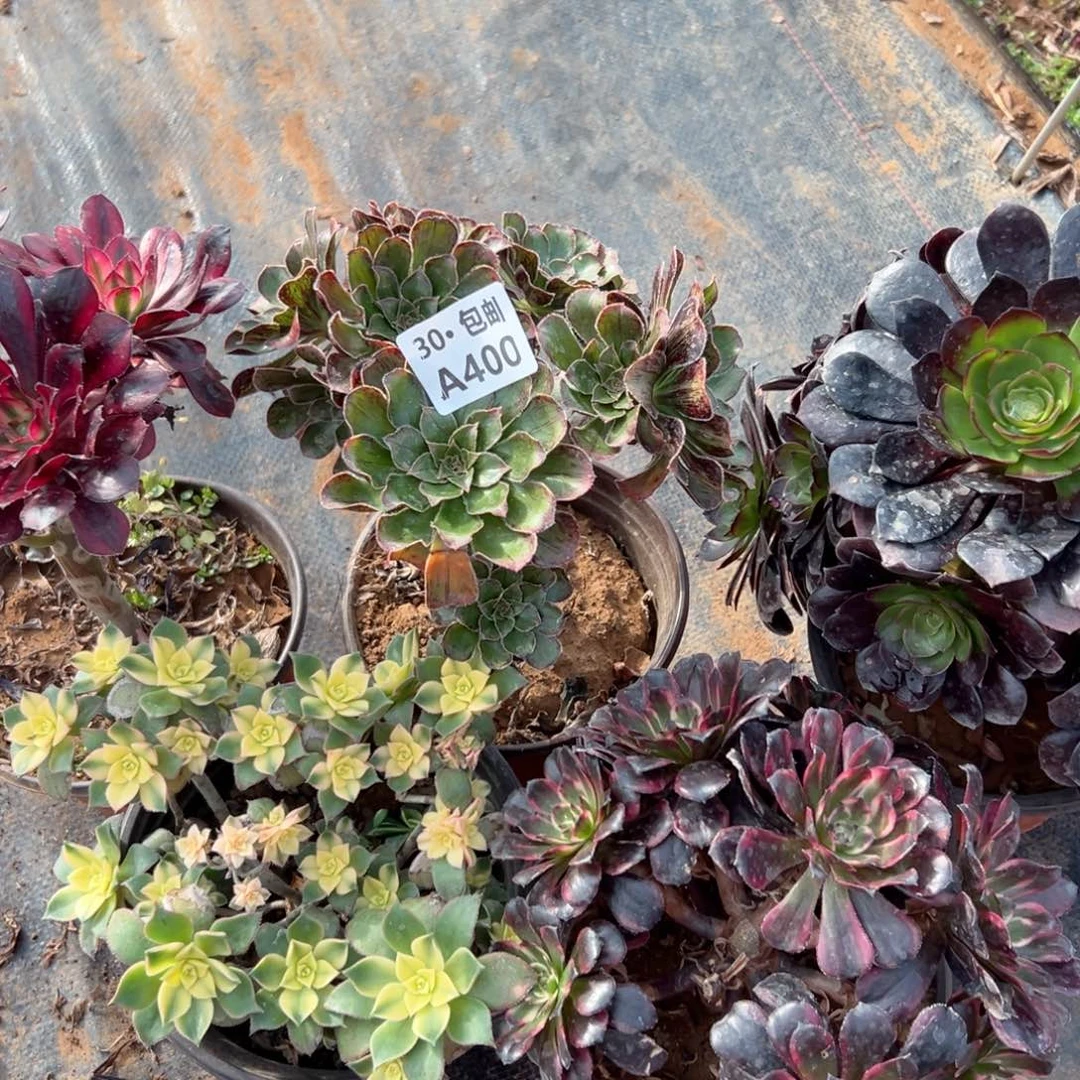 5颗多肉法师断枝不包