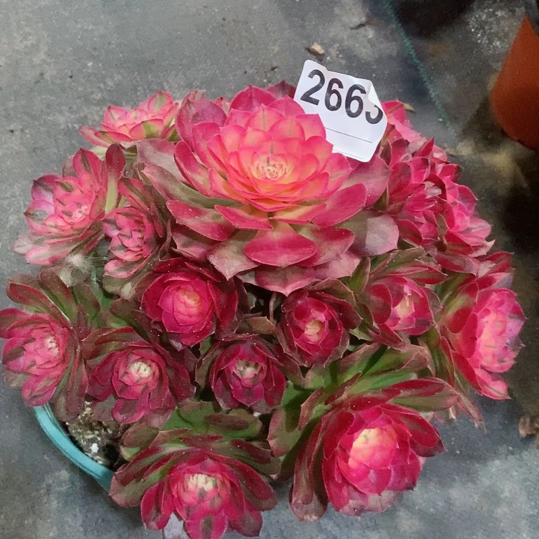 红陶2663荔枝冠23.25