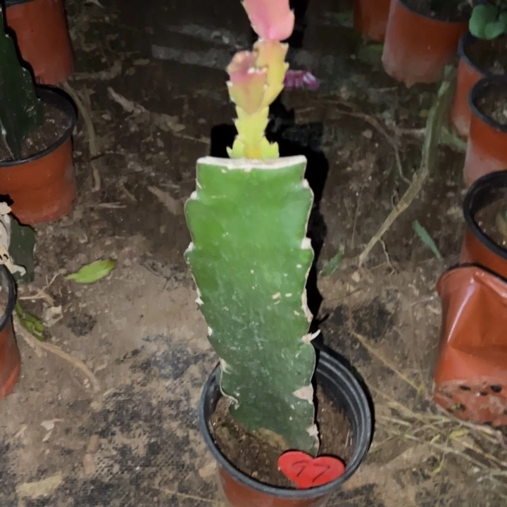 用***5当前无花栽培后可以开花白羽毛   197