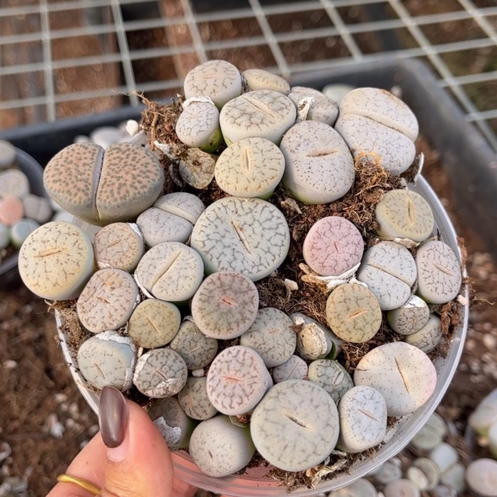 一盒曲8888888888888