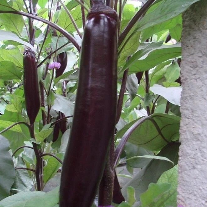 【开春种植】紫黑长茄子种子茄子种子露天高产大棚春秋四季蔬菜子阳