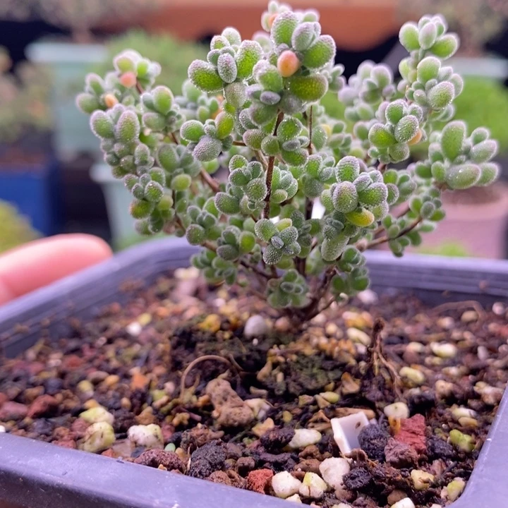 无花朵108实生莱斯。