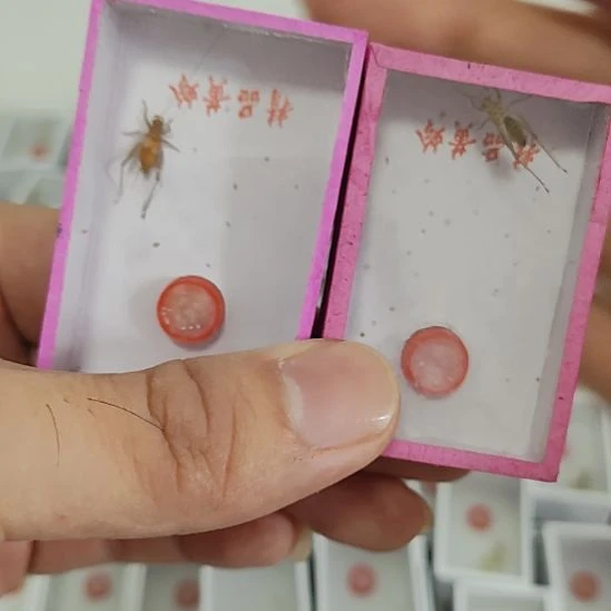 短须大黄蛉两只啊啊