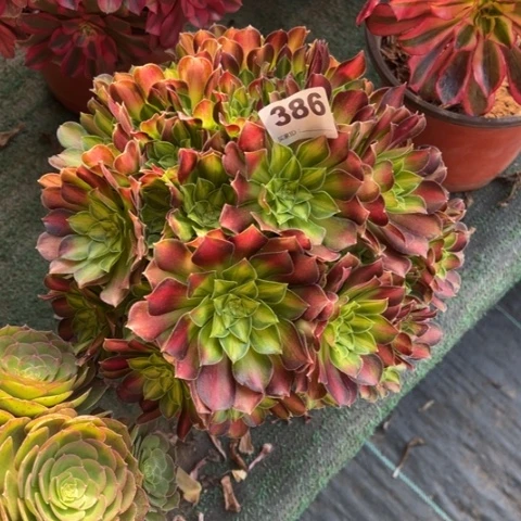 386韶华朵朵多肉，