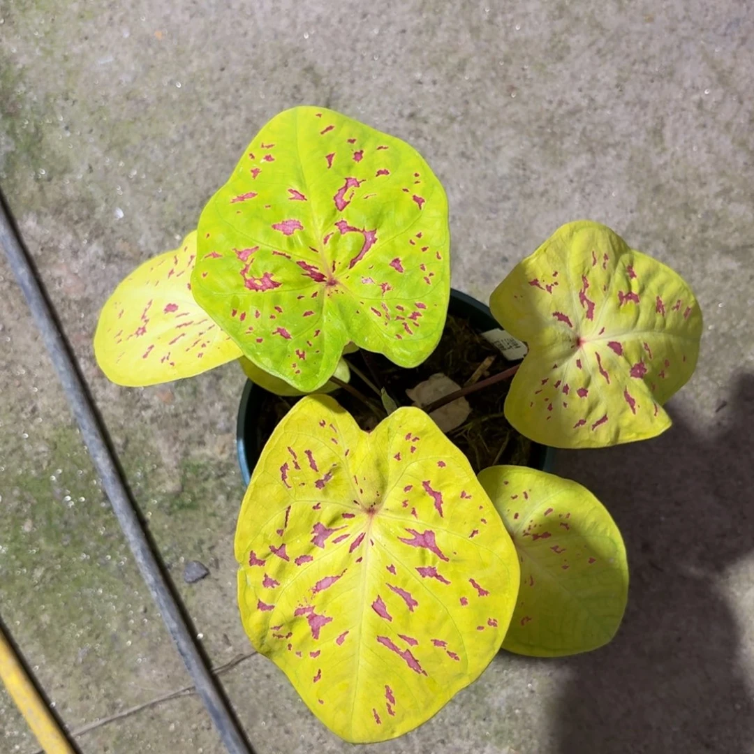 雨打芭蕉泰国彩叶芋18-1211