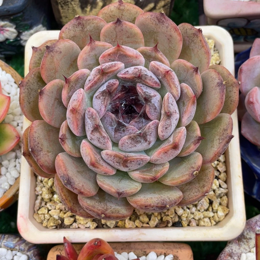 多肉植物盆栽多肉植物