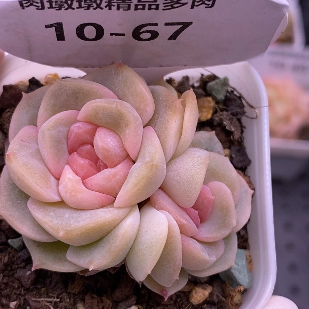 【闪购商品】10-67良辰