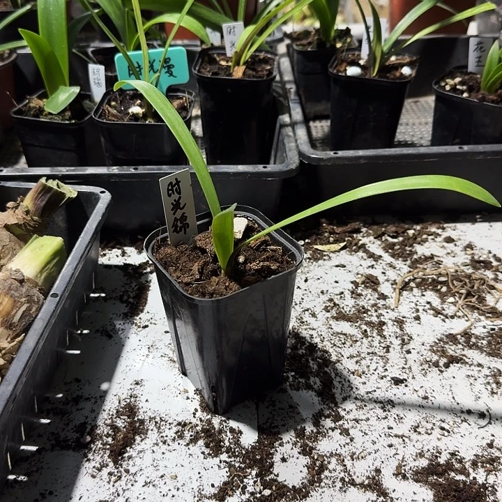 时光锦朱顶红一棵1.6