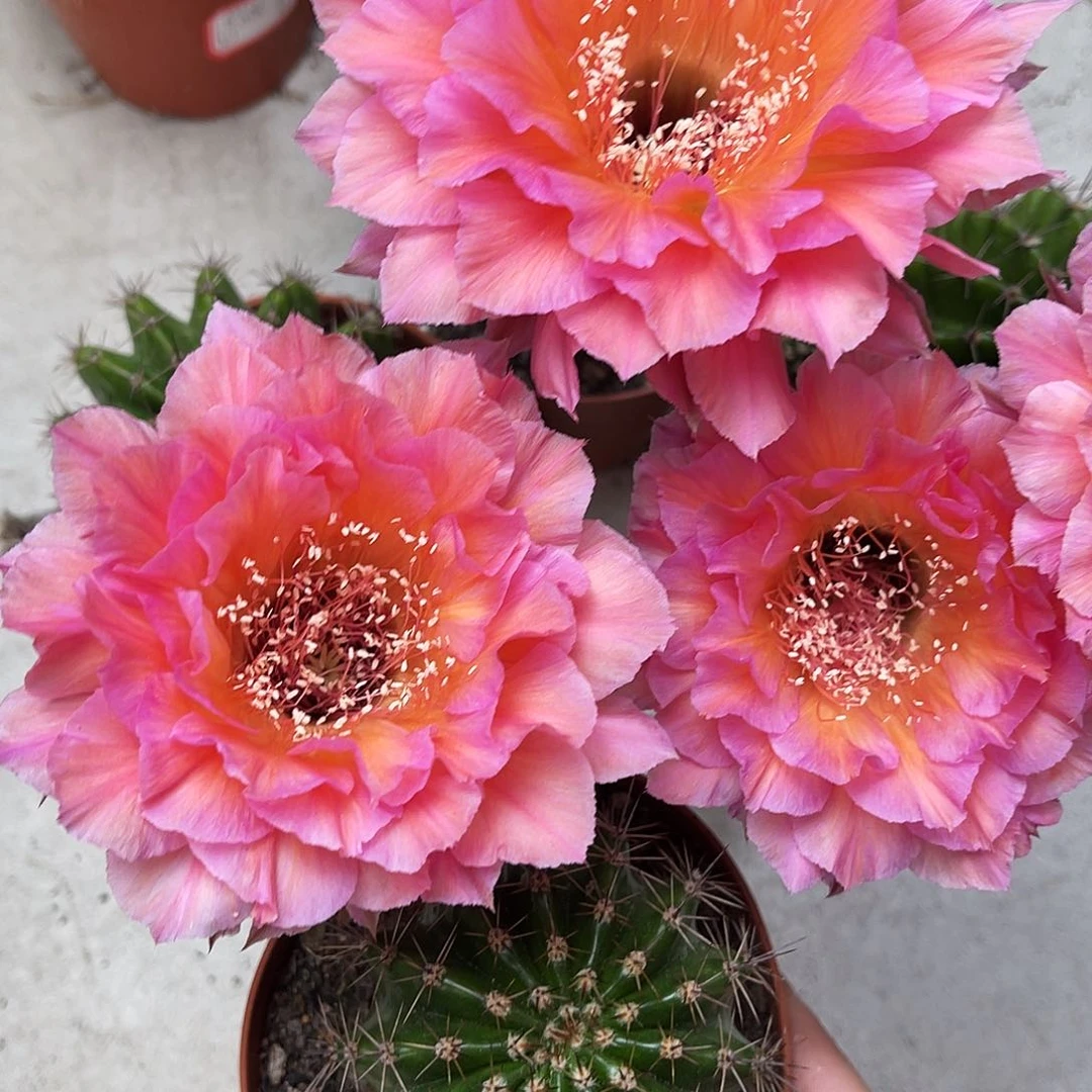 彩草58号6公分左右