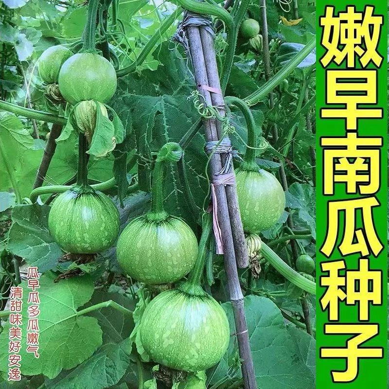 【一串铃南瓜种子】阳台高产早熟小南瓜种籽四季庭院春秋蔬菜种子