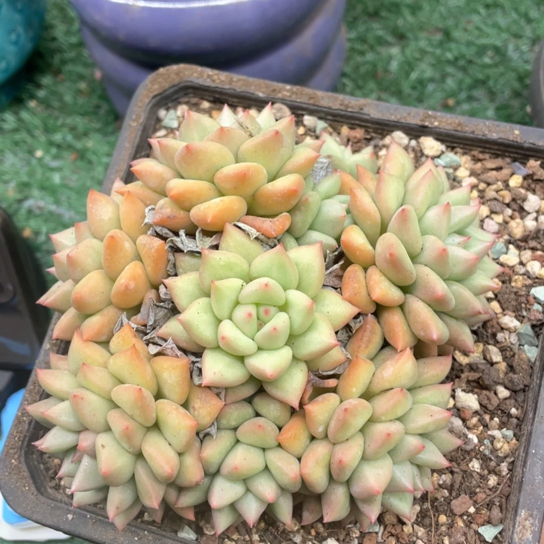 黄金象牙一物一拍28包邮非偏远