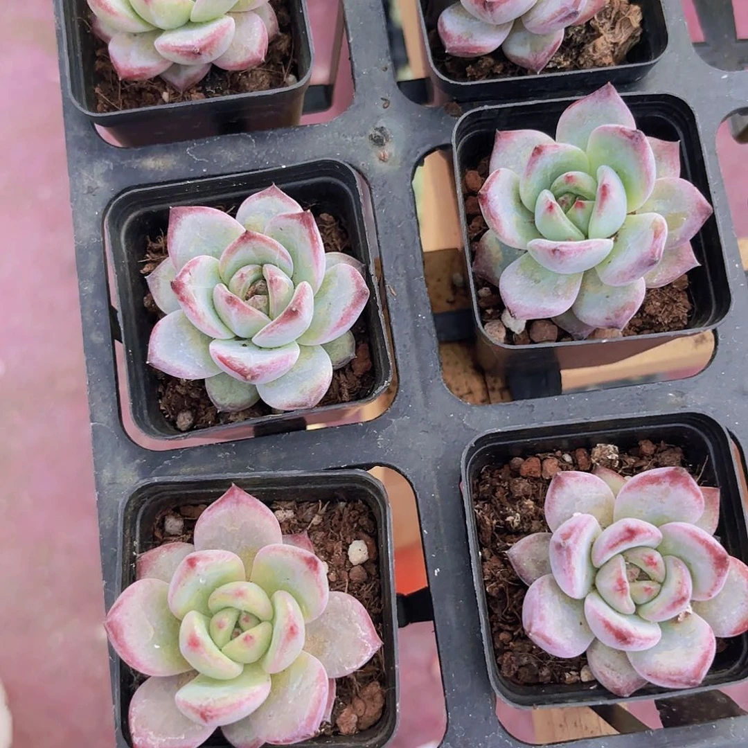 精品夜魔侠多肉植物