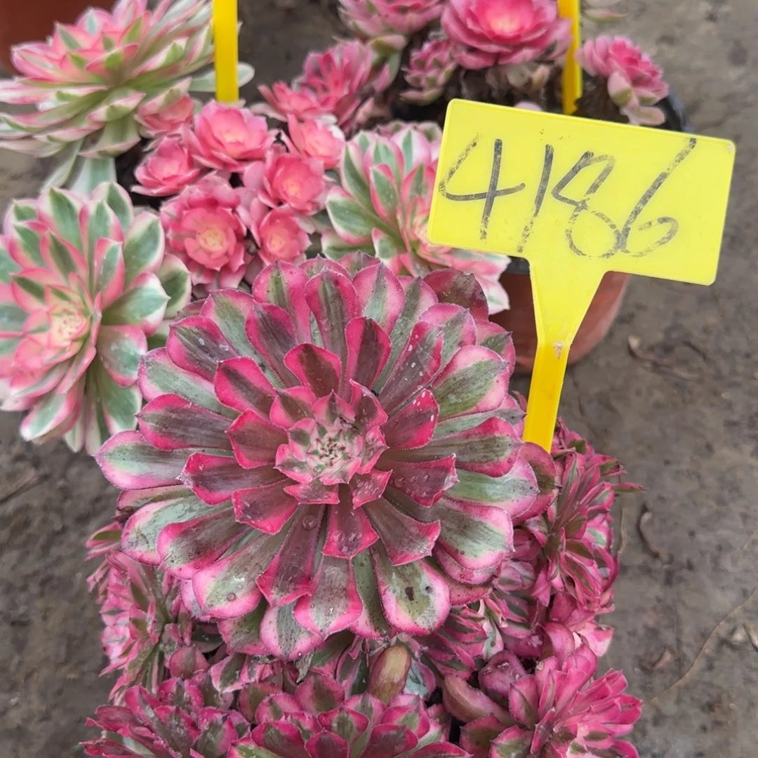 4186---红铜白多头