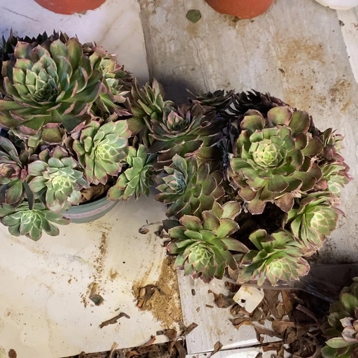 两盆多肉断头不包2657